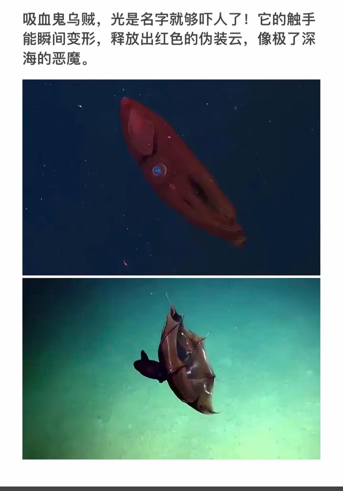 深海恶魔触手，瞬间变形，释放红色伪装云！