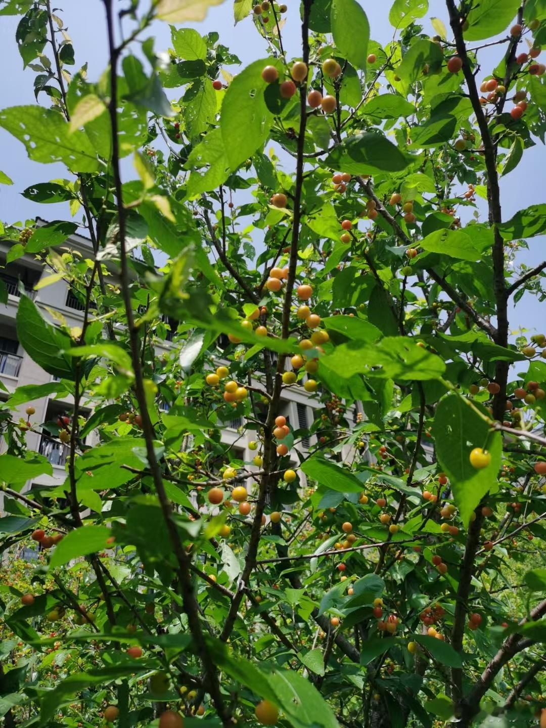 上班摸鱼中…日常碎片樱桃​​​