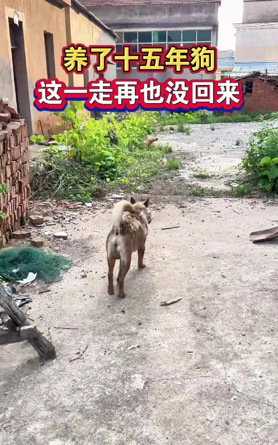 这一走再也没回来养了十五年的狗，最近特别异常，白天看不到，晚上就会回来在门口守