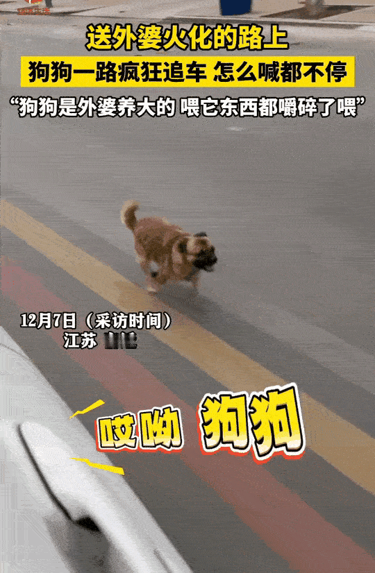 老人生前养的这条小狗，在老人病逝后前往殡仪馆火化的路上，它的行为让人泪目！小狗一