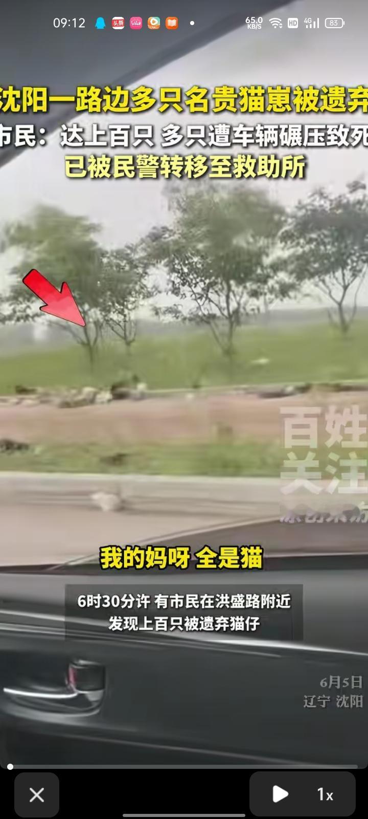 6月6日，辽宁沈阳。有市民发现路边有上百只猫崽被遗弃，有部分被车碾压致死，不知道