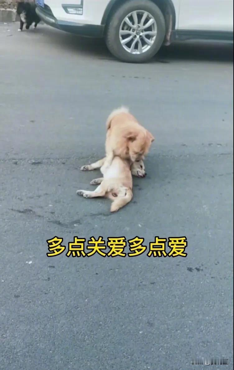 两条狗相伴一起过马路，其中一条不幸被急驰而过的车辆当场撞死！车子没有停下，飞奔而