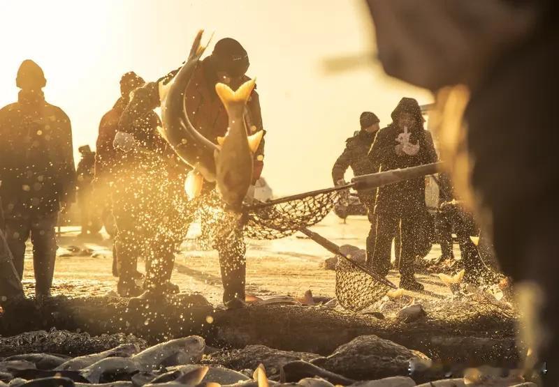 查干湖头鱼拍出1699999元高价查干湖头鱼拍出1699999元高价，这事儿可