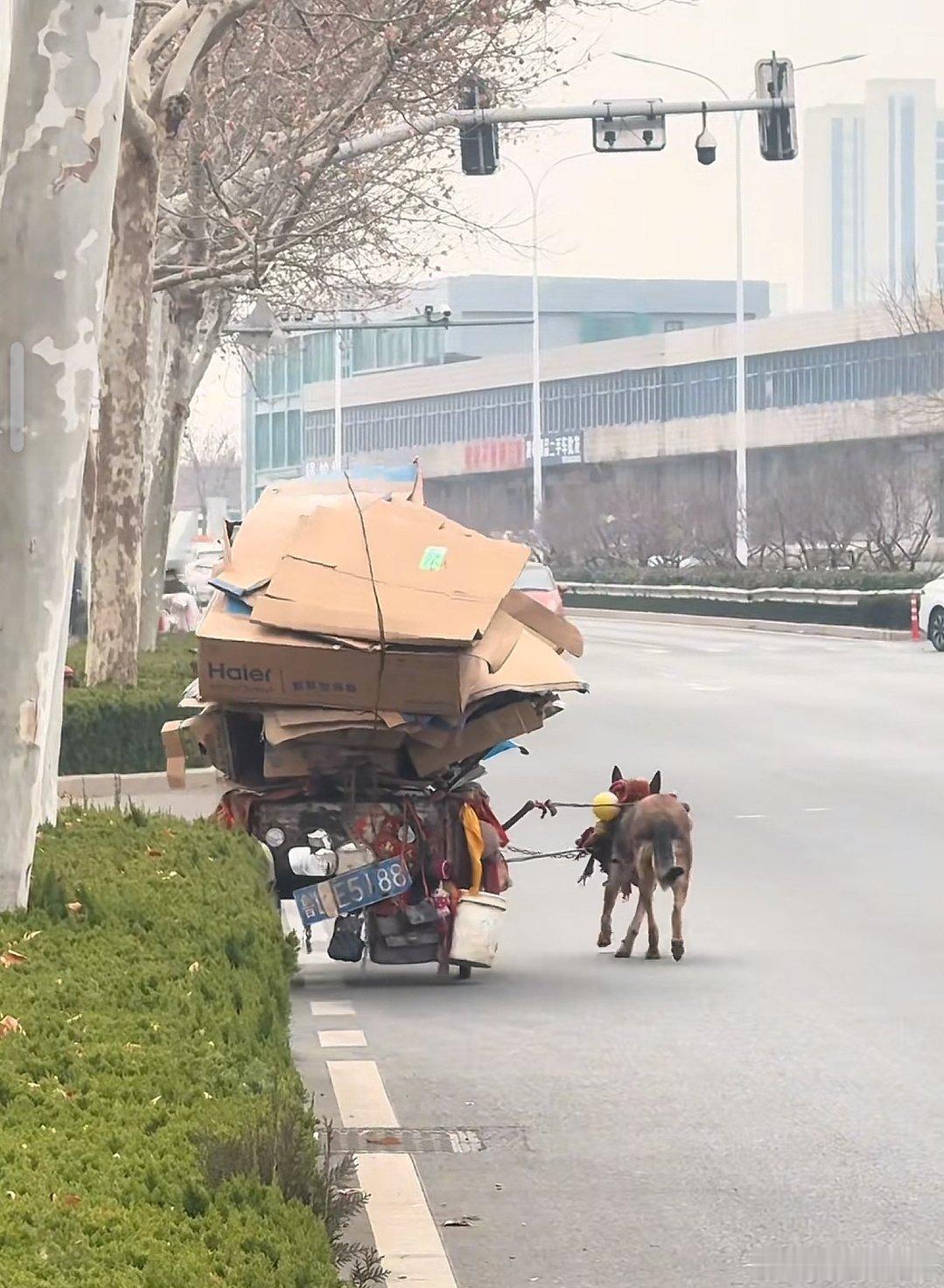 小狗帮爷爷拉车