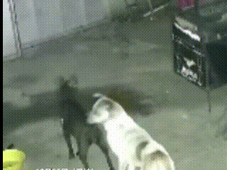 浙江温州，半夜时分，院子里的两只狗突然狂吠不止。一名身着短袖睡衣的男子无奈起身，