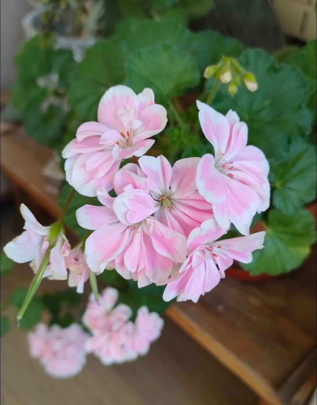 小姑子产检时查出来孩子是严重脑瘫，医生都劝她别要了。当时她老公、两边老人都说放弃