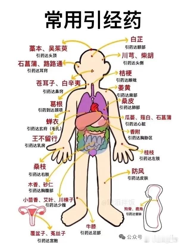 “药引子”就是“引经药”？中医医生：误会大了！正文“大夫，这副药需不需要‘药引