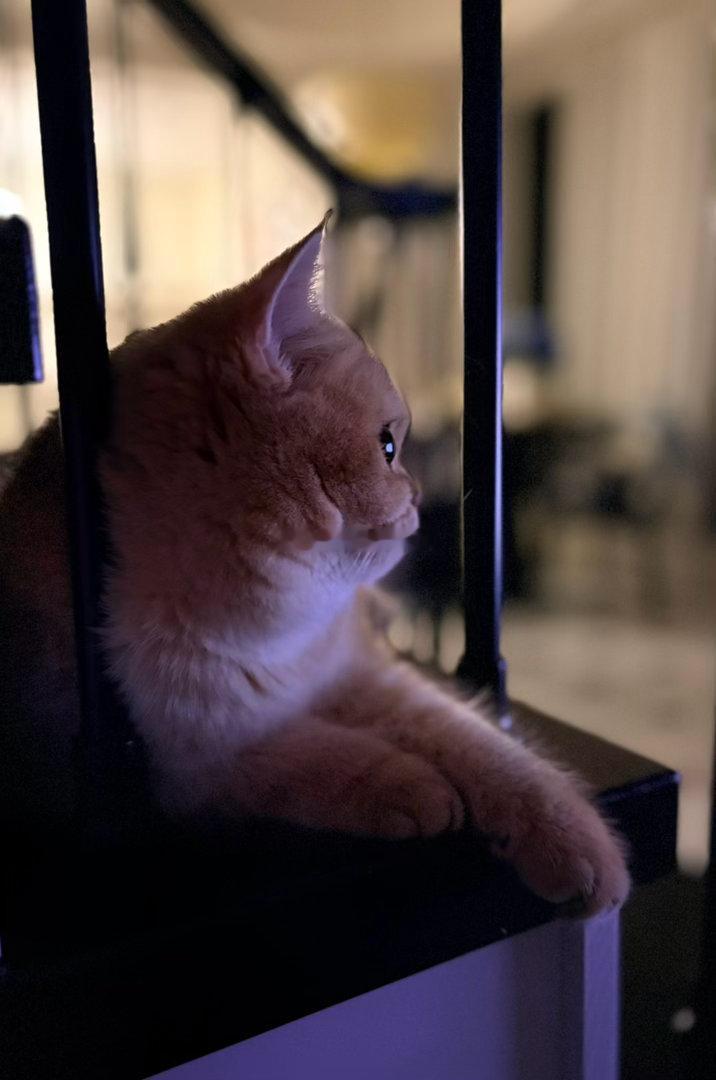 在家静养的日子只能追剧和睡觉，晚上小猫咪悄悄的跑过来蹲在楼梯口默默的陪着我，一人