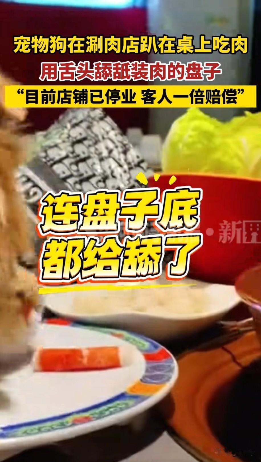 最近北京的一家涮肉店有位女顾客带着宠物狗涮火锅并让宠物狗把盘子里的羊肉卷吃完