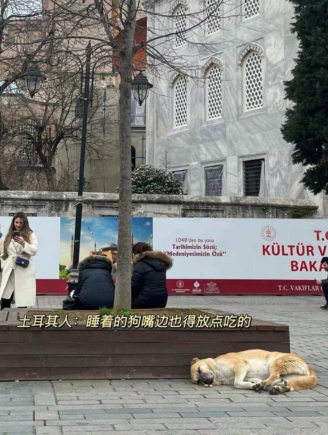 “在土耳其就没见过清醒的狗”