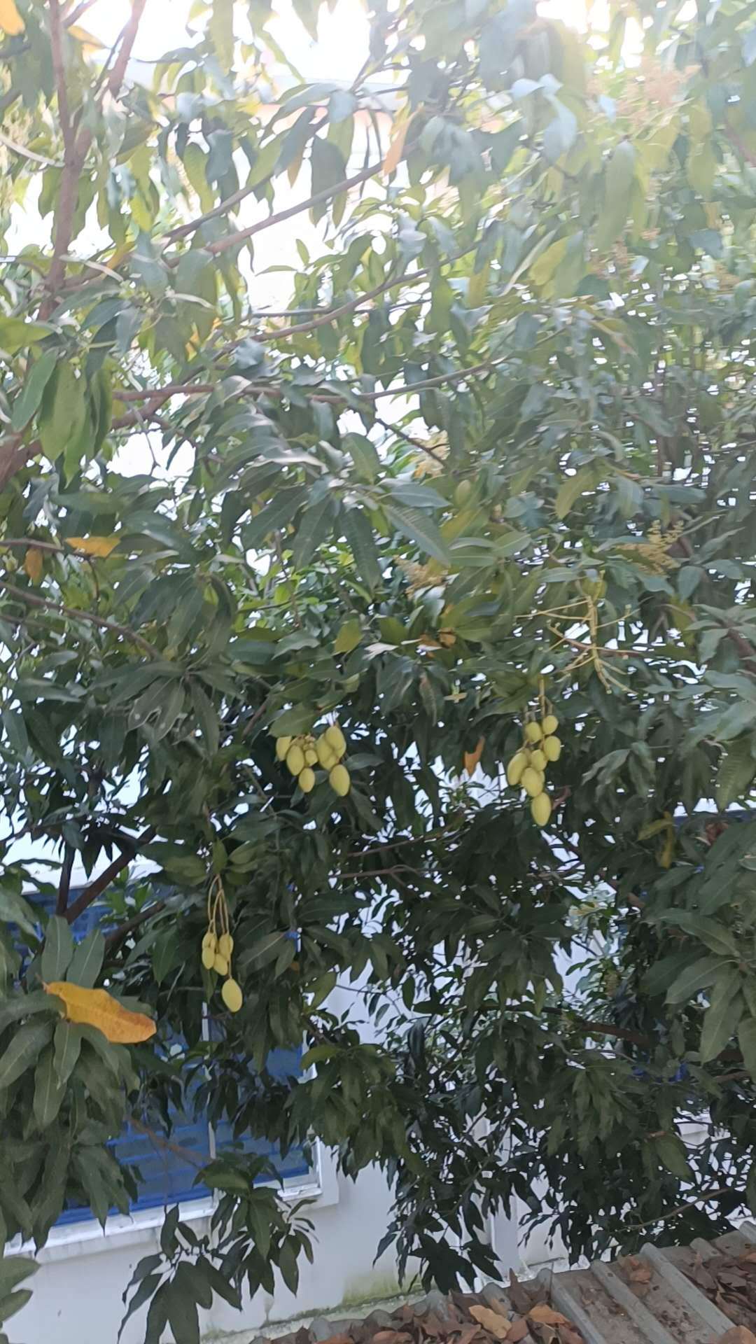 宿舍门口的芒果