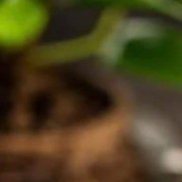 0000红薯种植方法红薯，又称地瓜，是一种营养丰富、口感独特的根茎类蔬菜。其栽培