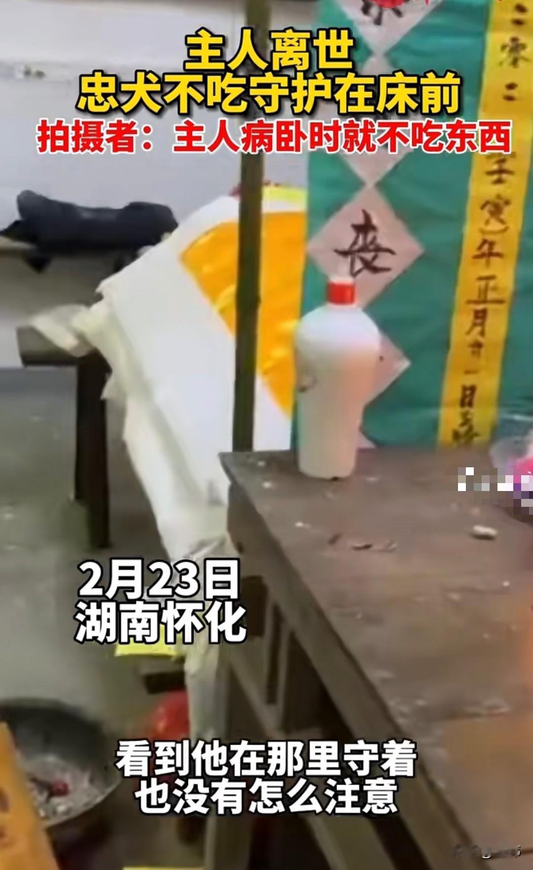 泪目了！一位老人养了一只狗狗，十年来一直对它照顾有加，狗狗也对他十分依赖他，可惜