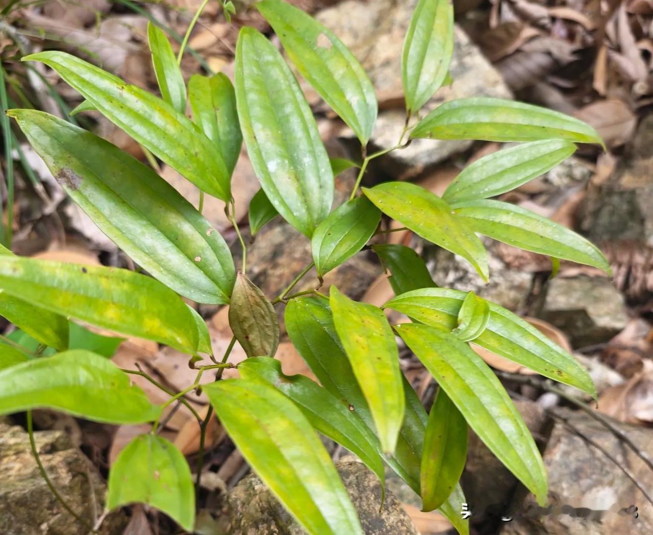 一位诊所老板谈到养生理疗馆分流病人时说:不怕养生理疗馆会忽悠，怕的是他们越来越专