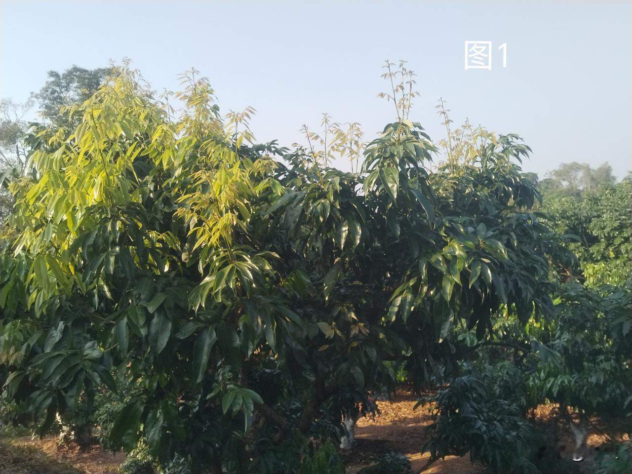 暖冬之下荔枝树的