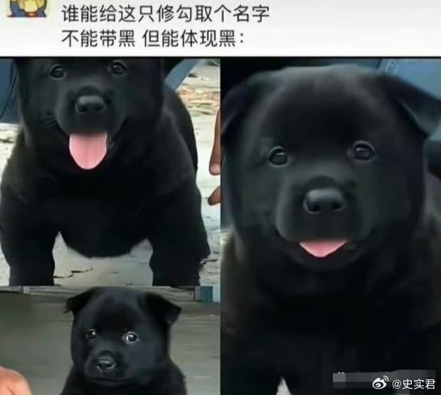给俺家狗子取个名字，不能带黑但能体现黑？