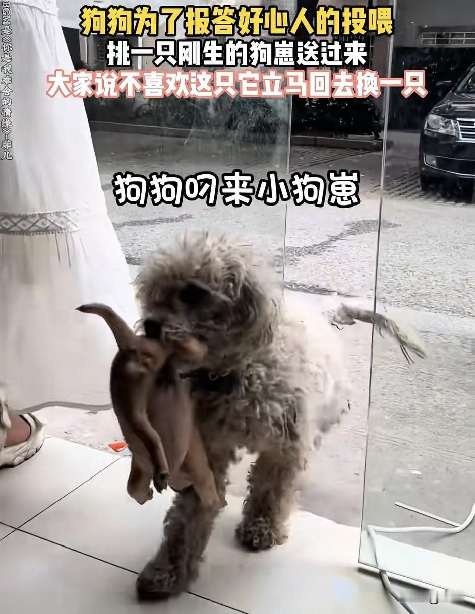泪目了！一位小姐姐经常投喂一只流浪狗妈妈，结果后来狗妈妈怀孕生了小狗，居然顺着小