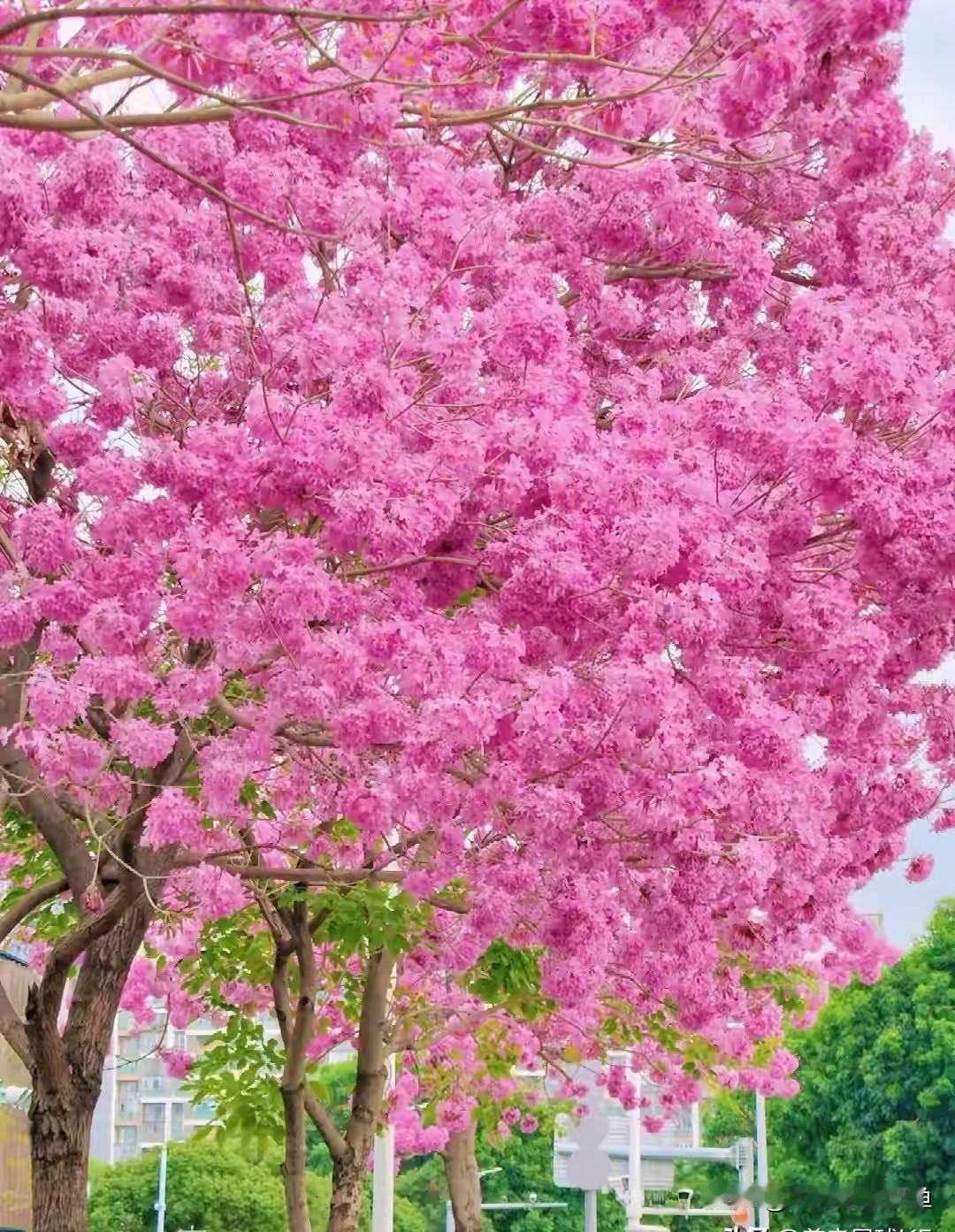 广州的春天藏不住了！地铁直达的7处花海，错过等一年2月底的广州，风里都飘着