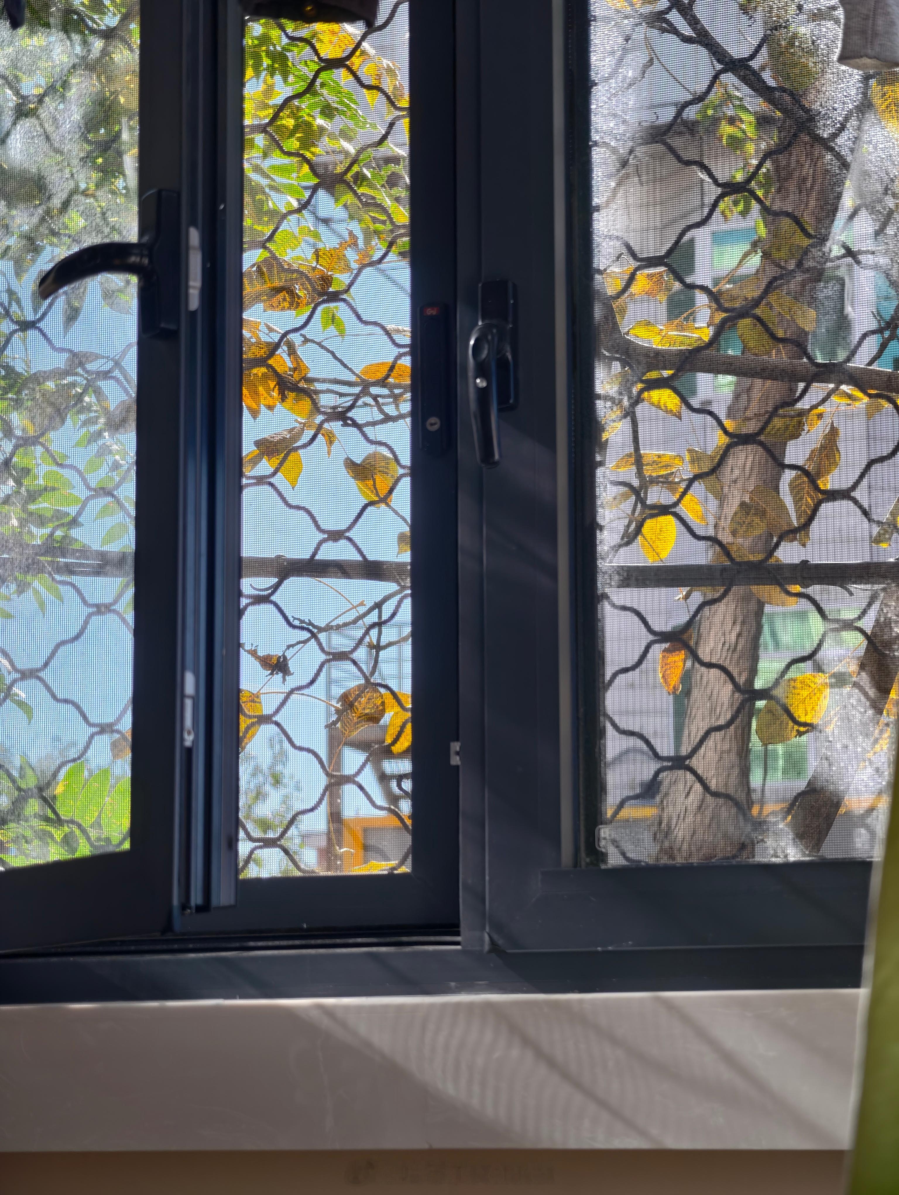 早上好鸽们儿们，距离冬天还有两天哈布尔的随行拍​​​