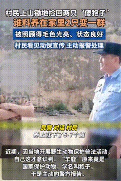 太绝了！陕西一村民捡回两只狍子，精心养到6只才发现“踩雷”，转头就主动报警，主打