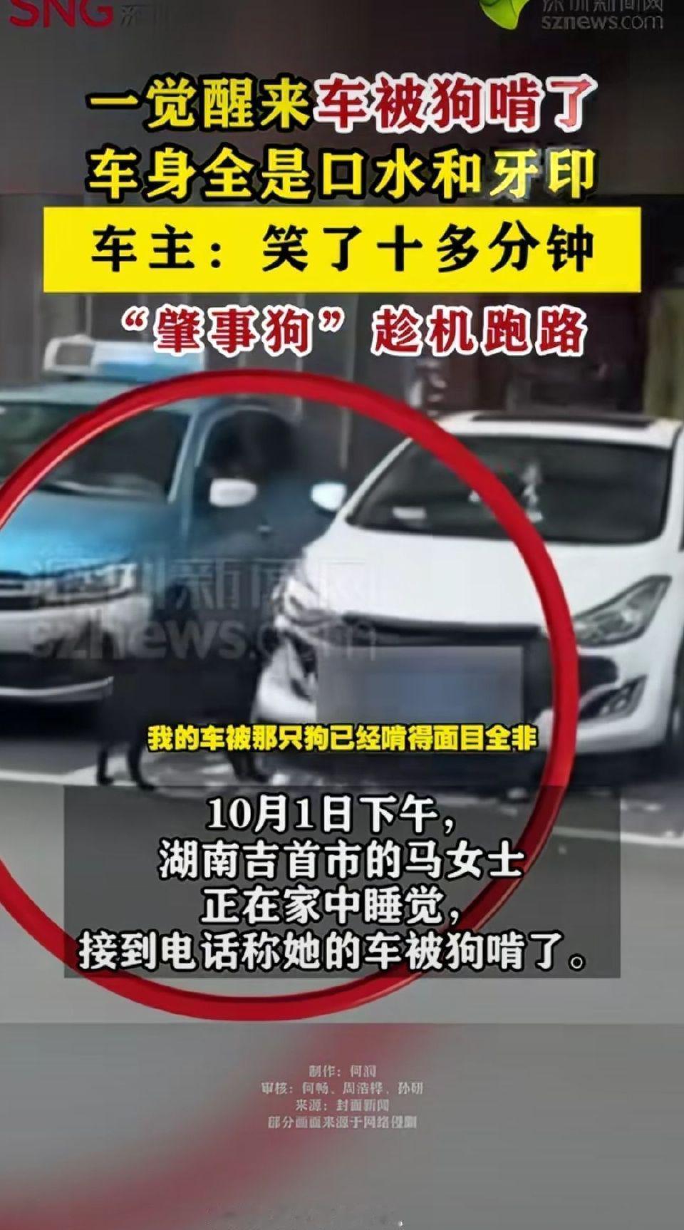 “你车正被黑狗啃，再不来只剩车壳了”，这话听着是不是离谱又荒诞？湖南吉首的马女士