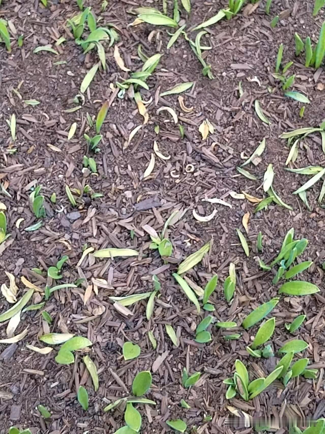如何缓解让遭受药害的损失最小?农作物一旦发生药害，切忌置之不理或盲目乱配药剂，