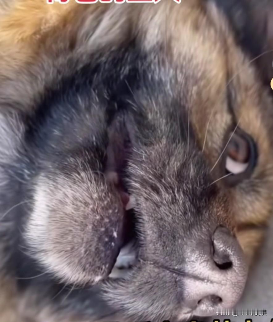 年迈的狗狗对主人满怀不舍，在生命的最后时刻，它拼尽全力睁开双眼，看了主人最后一眼