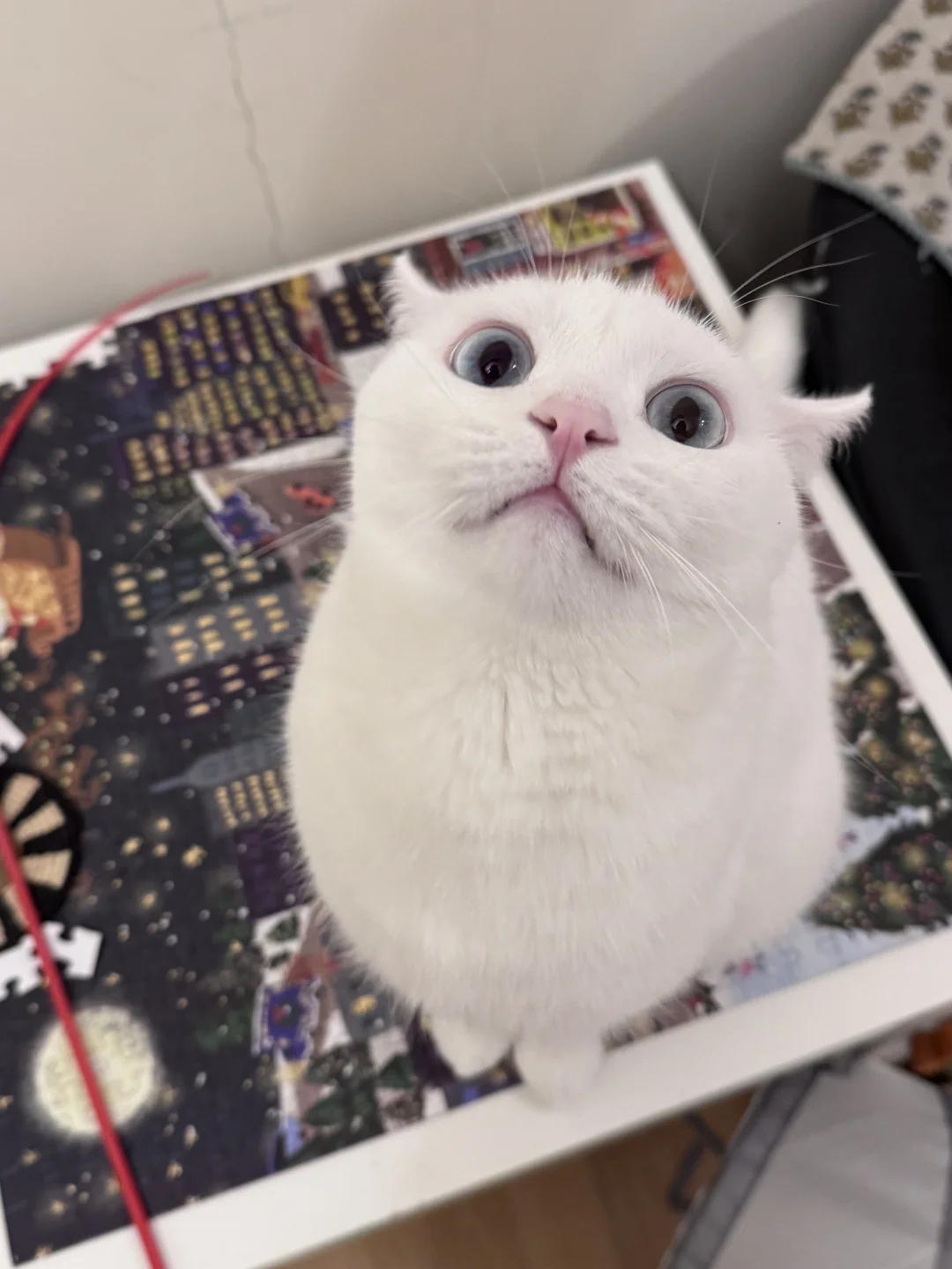 完美小猫