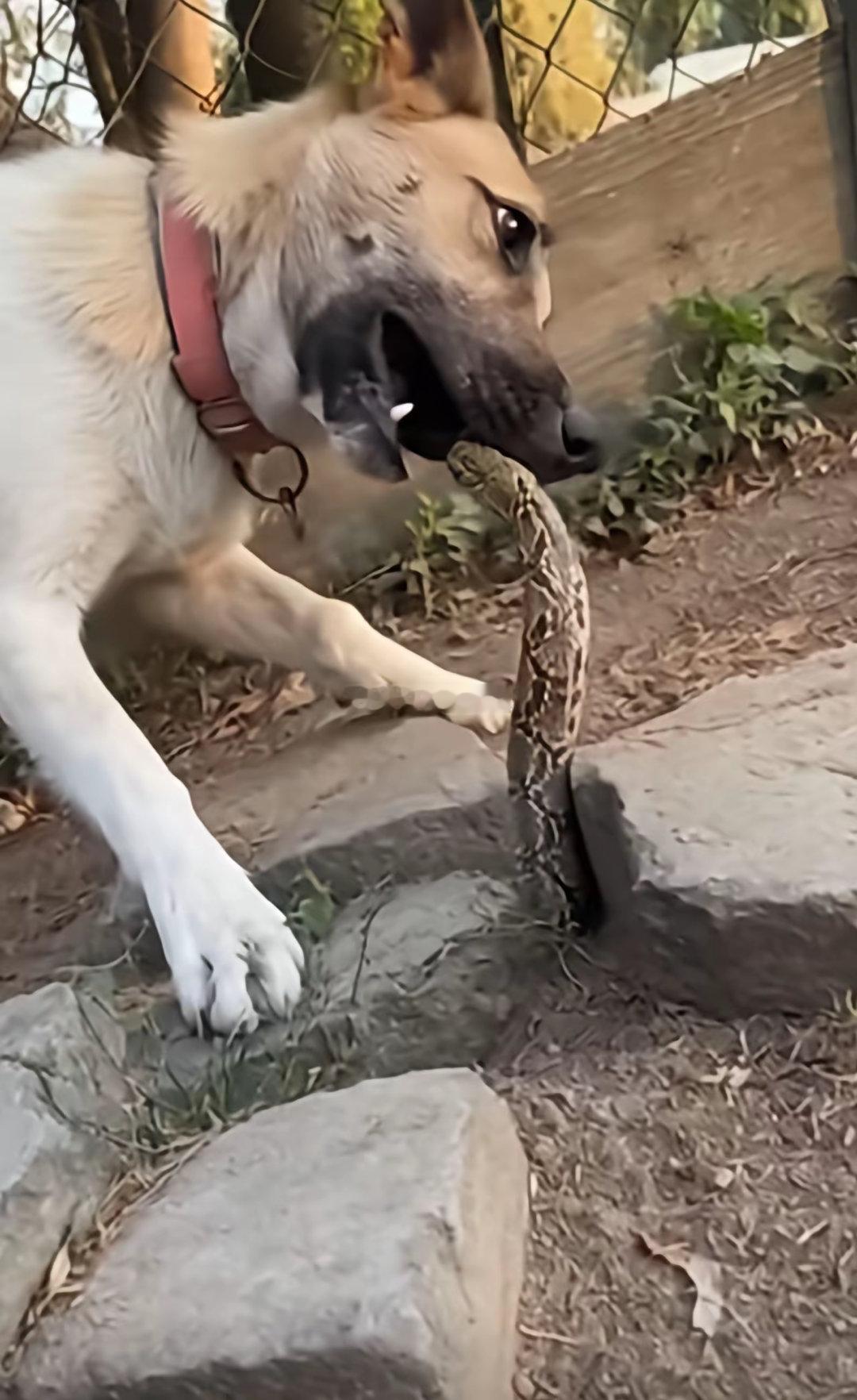 这回不能了吧,被蛇咬住舌头了