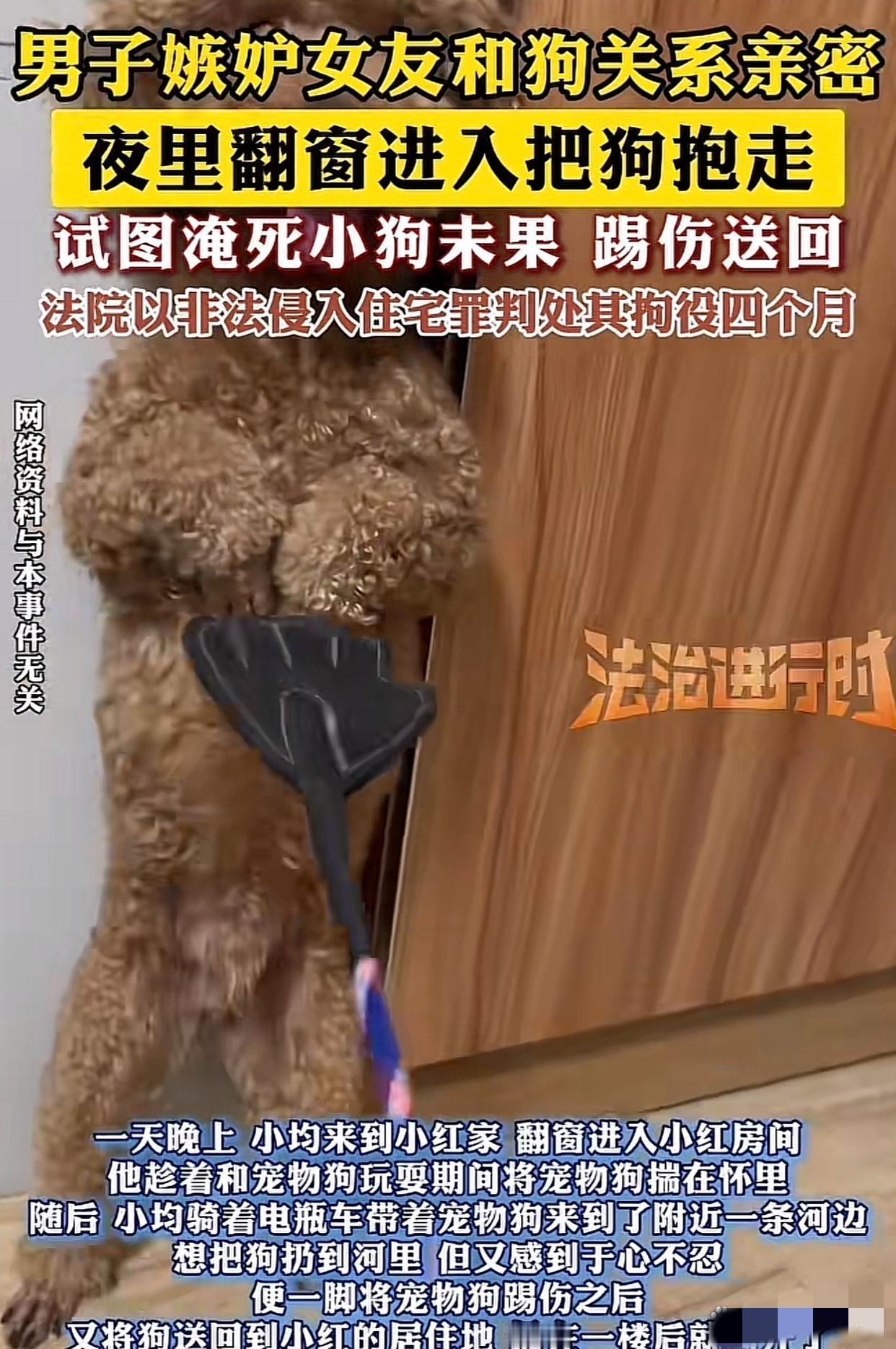 上海，一男子发现女友，与其宠物泰迪狗关系异常亲密，吃饭睡觉都抱着，男子起了嫉恨之