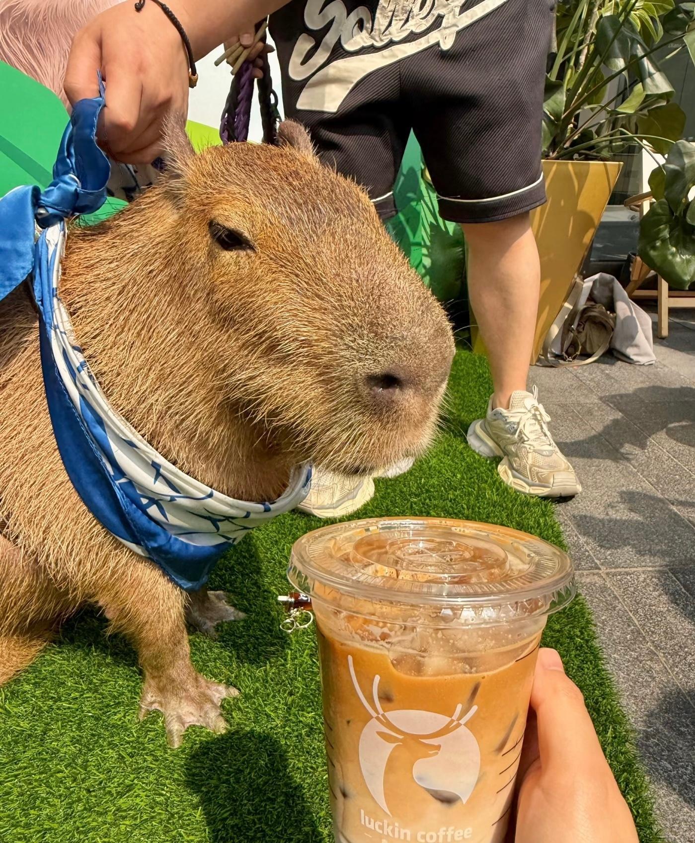 真有人8万买这个啊