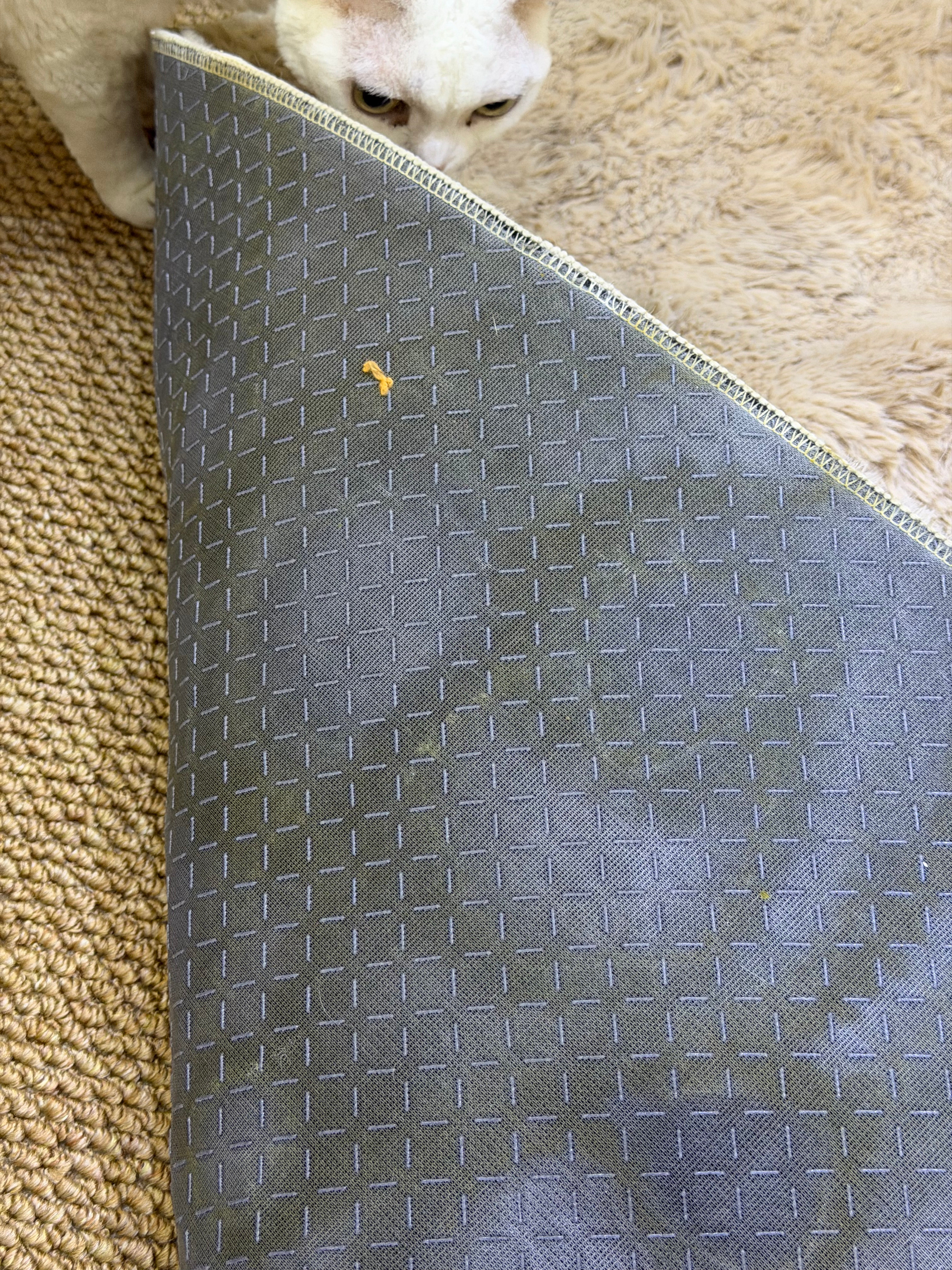 我真的要崩溃了，又损失两块地毯真的好生气啊我真的资了尿在地毯上面这股久久散