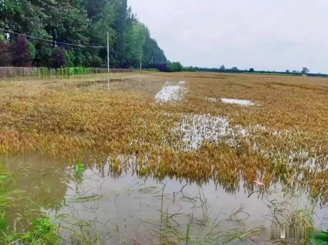 多地连降暴雨！小麦关键期遇灾，今年收成堪忧先说结论：现在（5月下旬，灌浆后期