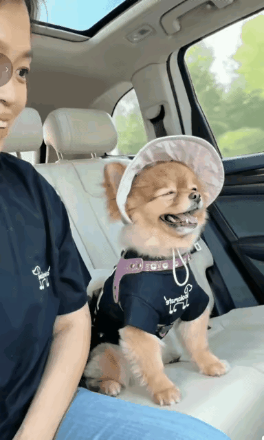 狗子和女主人坐在车子后座上，开心的不得了了，又可以和主人一家出去玩了，笑的比谁都