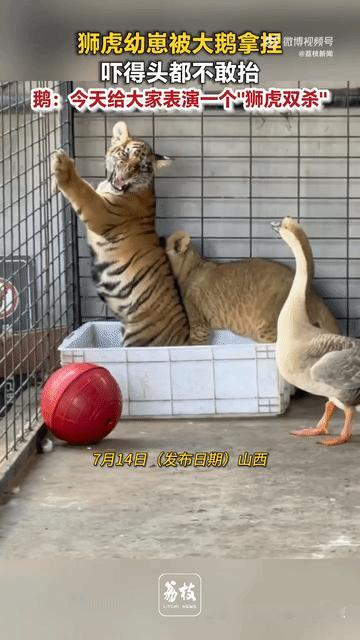 山西临汾动物园里，发生了极具反差的一幕：本该是未来的丛林之王小老虎，以及草原之王