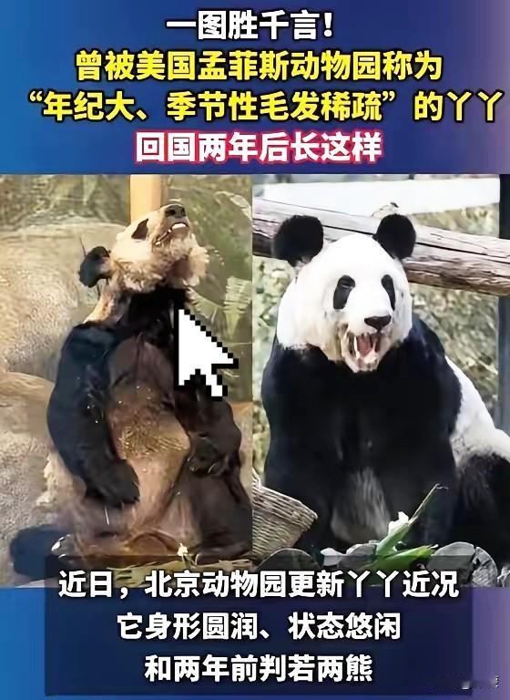 斩杀线的又一铁证西大的斩杀线连动物都放过，曾经跌落到西大斩杀线之下的丫丫，因