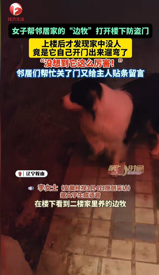 “太有灵性了！”近日，辽宁鞍山，一女子在楼下遛弯时，发现二楼邻居家养的边牧被防盗
