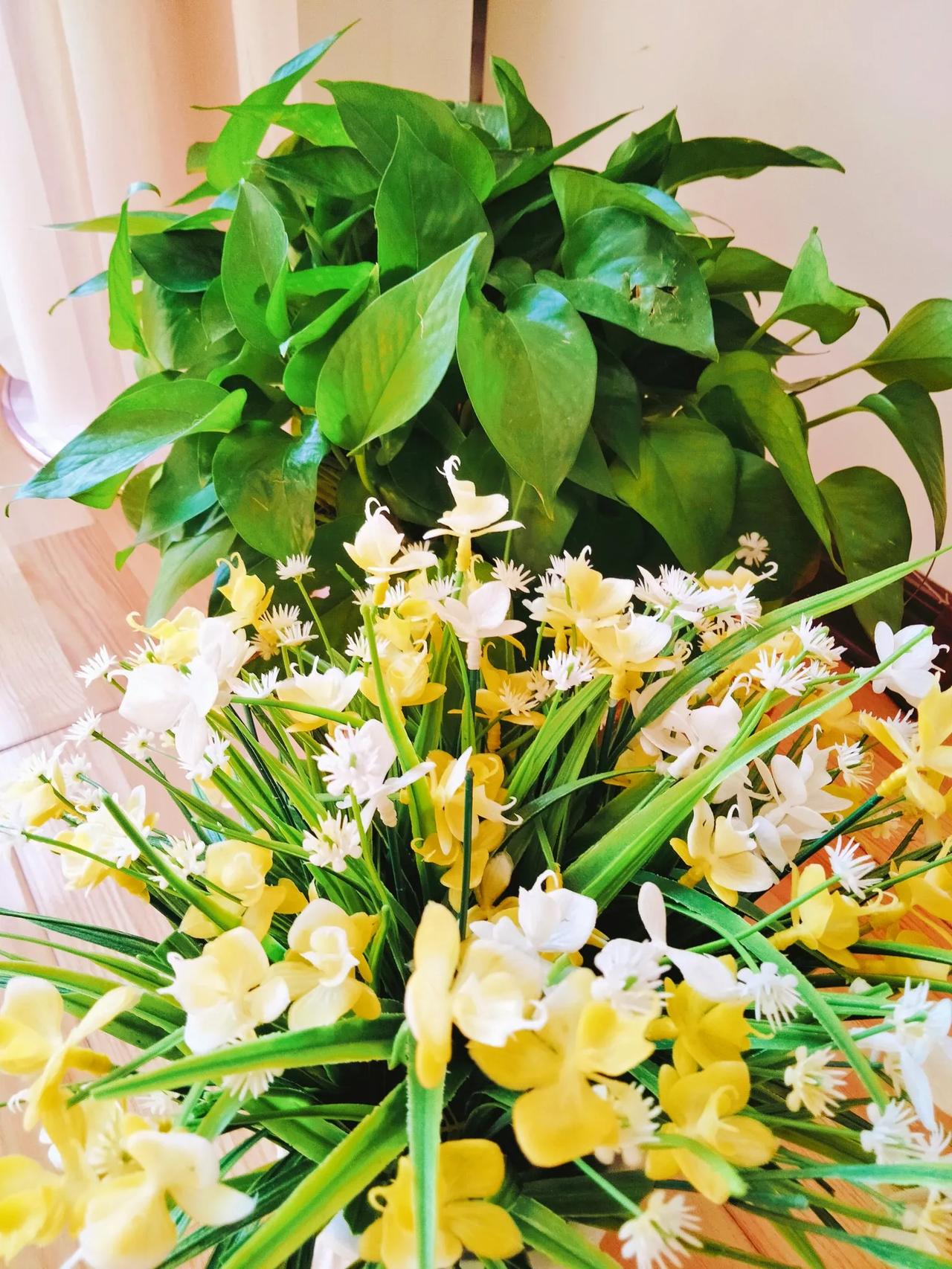 其实我一直很不喜欢花朵，我对绿叶植物很感兴趣，没事的时候经常对着绿叶发呆，在绿叶