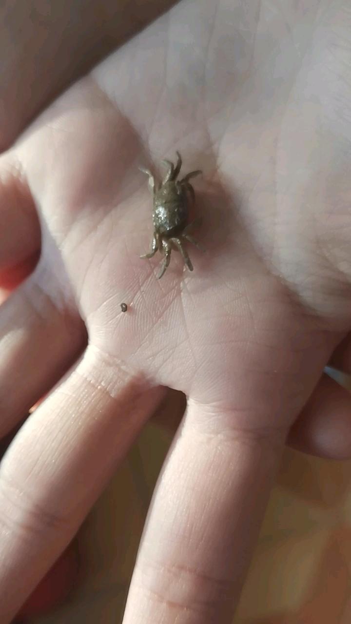 老板娘正忙着称虾，抬头一看，是个五六岁的小男孩，眼睛亮晶晶的。她笑着逗他：“行啊