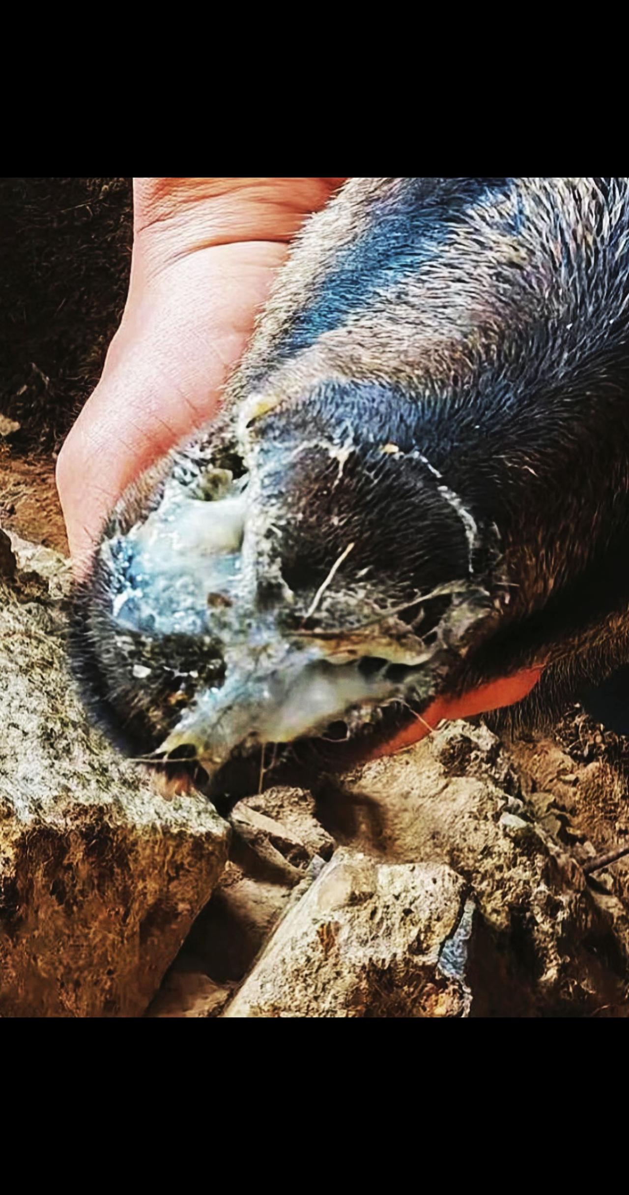 养羊人农村养羊牛羊流鼻涕