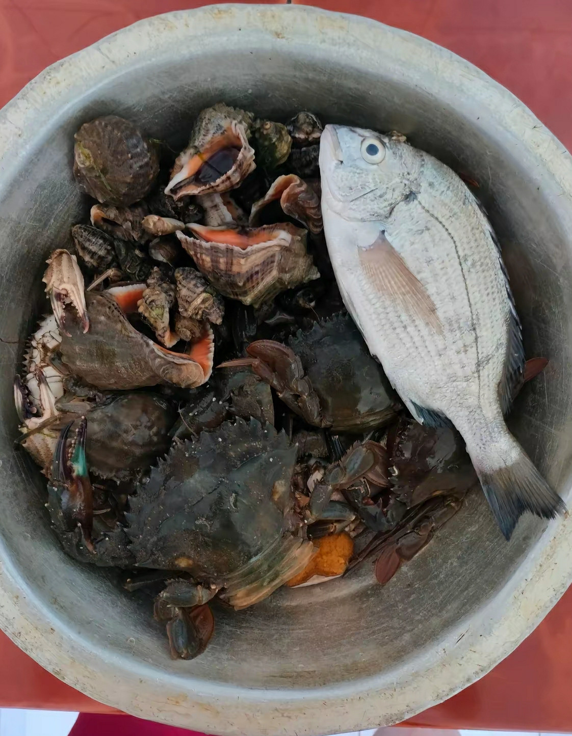 那是条什么鱼啊