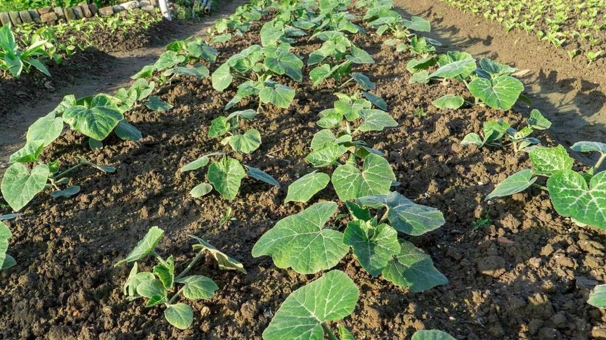 4月中旬谷雨节气蔬菜种植移栽避坑指南