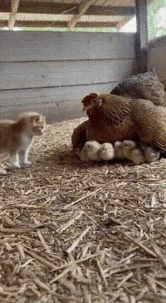 这画面直接戳中内心最软的地方！鸡妈妈把小鸡仔护在羽翼下，毛茸茸的