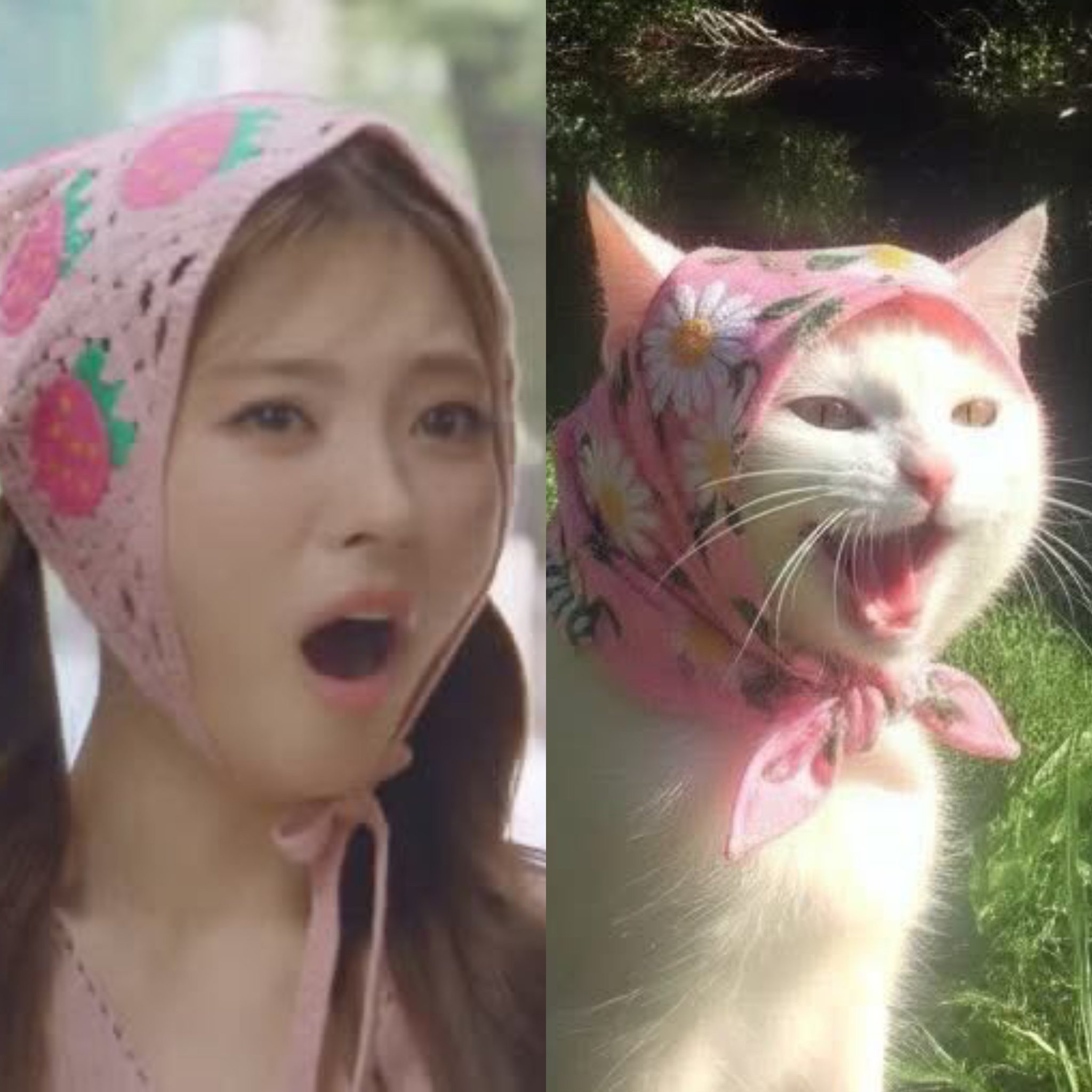 TanakaAnna外网一则很有趣的meme图萌猫本身🐱©frosteds