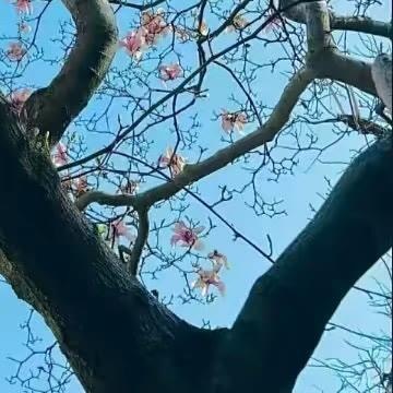 0000小麦的种植方法如下：一、选种与播种：选择颗粒饱满、抗病性强的小麦品种。播