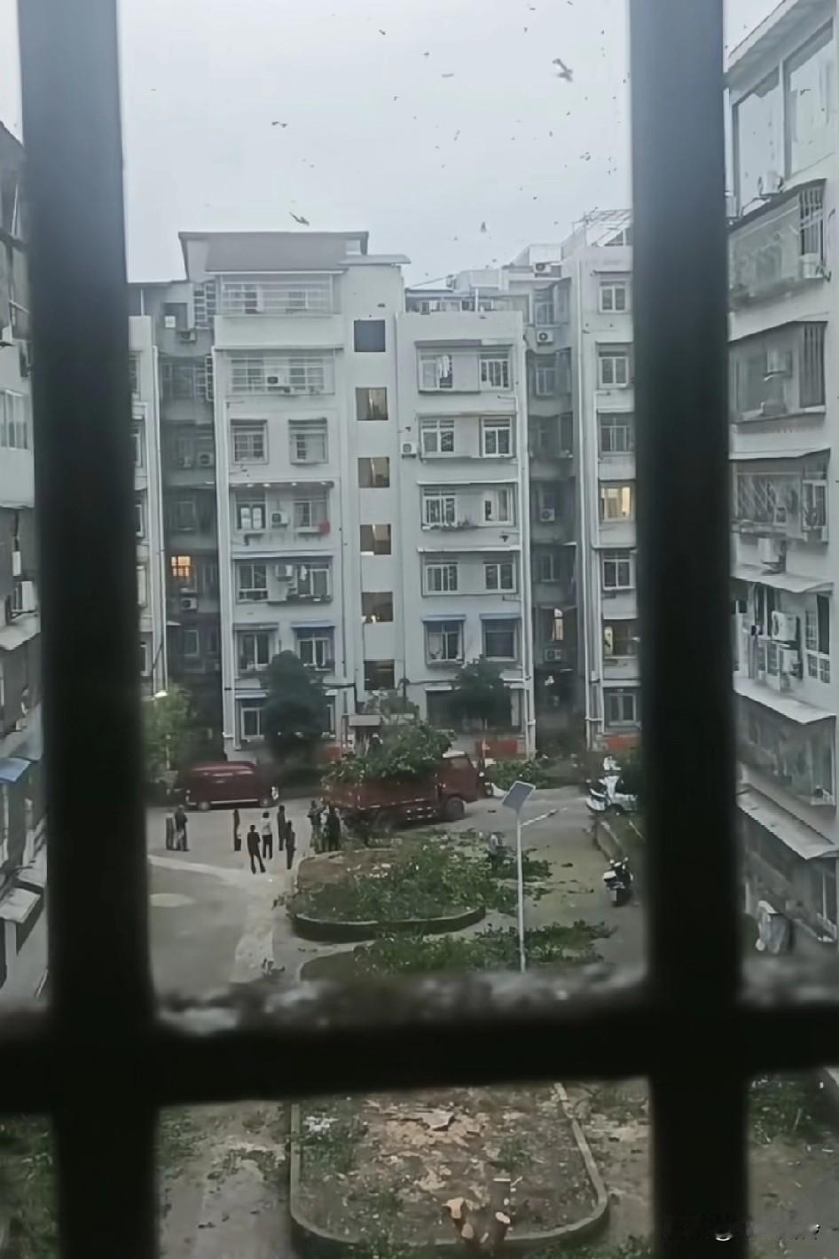 小鸟飞回来，家不见了，树全砍光了，别担心，再过一段时间，疫苗也会出来排队打疫苗