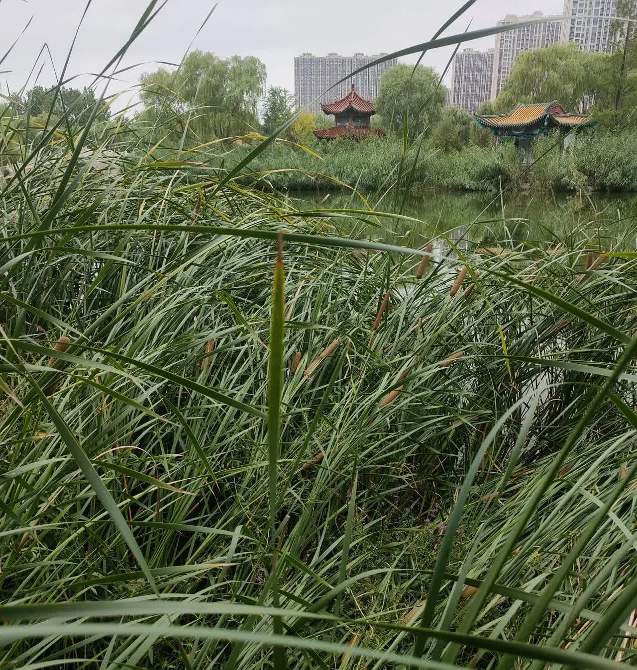 听说露营河道被冲走的事，想起看过的一个视频。有个小伙子，骑自行车远游，正准备
