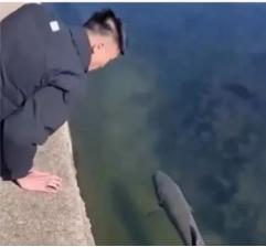 2020年，黑龙江一男子发现水中一条大鱼一动不动，刚准备捡个便宜捞上岸时，就听到