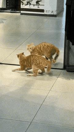 猫咪不识镜中物，气势汹汹去挑战，须知最难对付假想敌。