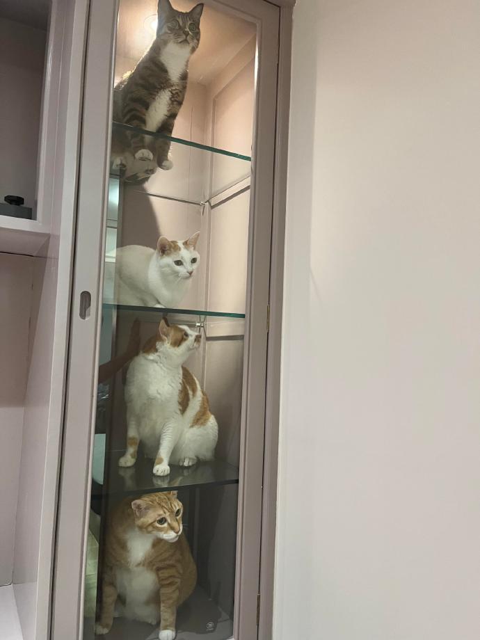 坏了柜子里长猫猫手办了